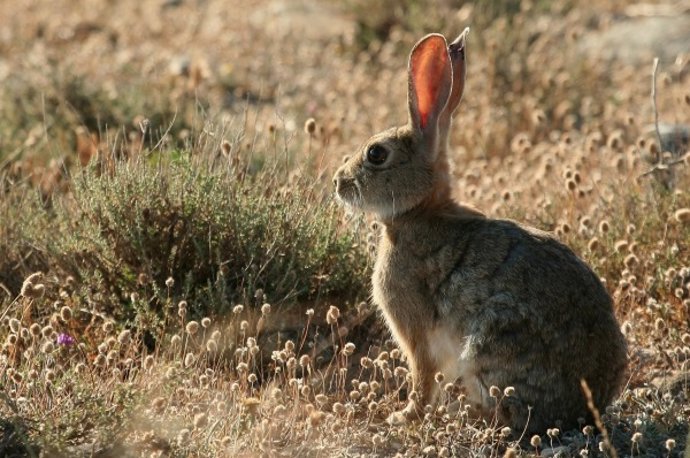 Imagen de la especie de conejo de monte estudiada en el trabajo.