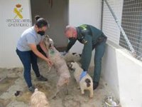 Investigado por el robo de ocho perros de raza en Arahal (Sevilla) para venderlos