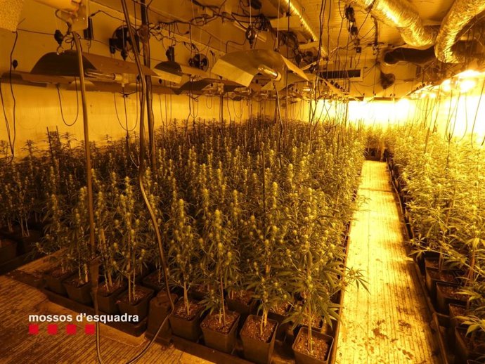 Las plantas desmanteladas en Rosselló (Lleida).