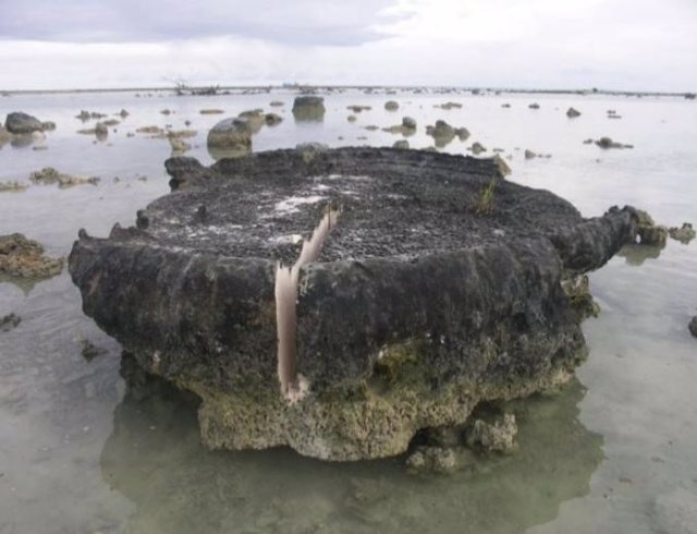 Microatolón de Labuhan Bajau en el sureste de SimeulueIsla. La losa radial que se extrajo del microatolón tenía 2,6 m de largo y estabaUtilizado para reconstruir cambios en el nivel relativo del mar y el nivel de la tierra.