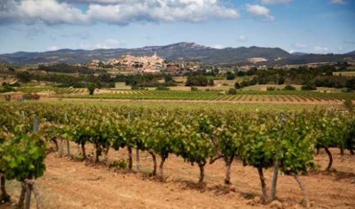 La DO Conca de Barber ha triplicado su producción de vinos de trepat en 12 años