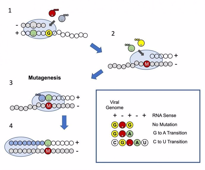 Modelo de mutagénesis del molnupiravir. Incorporación de nucleótidos mediada por la polimerasa del SARS-CoV-2 (óvalo) en el cebador de ARN (círculos grises)/plantilla (círculos blancos)