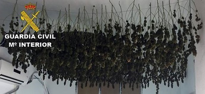 Detenido con un cultivo de 176 plantas de marihuana en una vivienda de Roquetas (Almería)