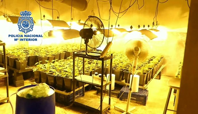 Tres detenidos y desmantelada una plantación de marihuana escondida tras un armario en un chalet