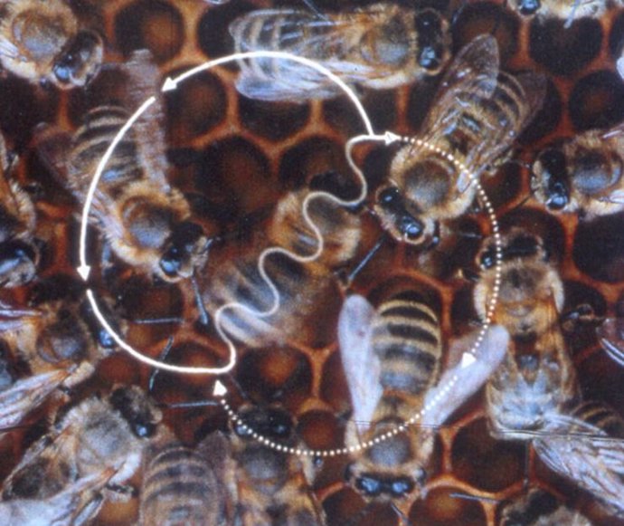 El baile de las abejas es un baile en forma de ocho que realizan las abejas para compartir información sobre la dirección y la distancia a los parches de flores, las fuentes de agua y otros puntos de referencia clave.