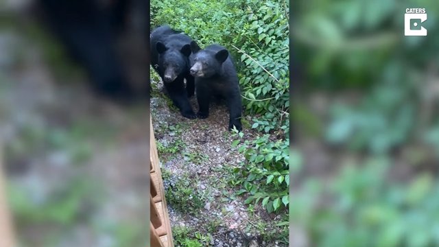 Esta mujer consiguió grabar el sorprendente encuentro que tuvo con una familia de osos negros