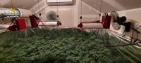 Localizan dos plantaciones de marihuana al acompañar a una víctima de violencia a su piso en La Puebla del Río (Sevilla)