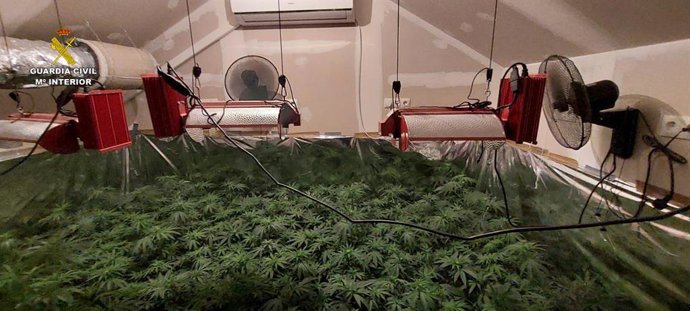 Plantación localizada en La Puebla del Río