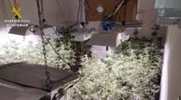 Detenido con un cultivo de 142 plantas de marihuana en una vivienda de Pilas (Sevilla)