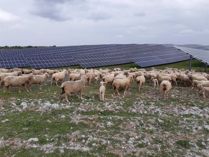 Ovejas en la planta fotovoltaica Núñez de Balboa II (Extremadura)