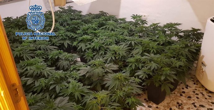 Plantación de marihuana desmantelada por la Policía Nacional