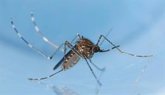 Foto: Advierten del alto riesgo de proliferación de mosquitos este verano