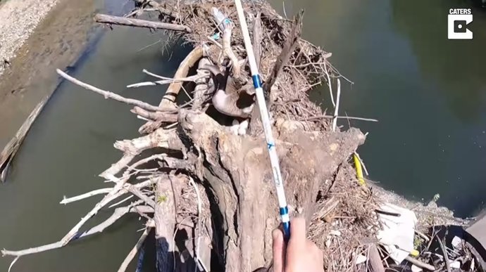 Un ganso sale de su nido y expande las alas asustando a un pescador que casi pisa su nido