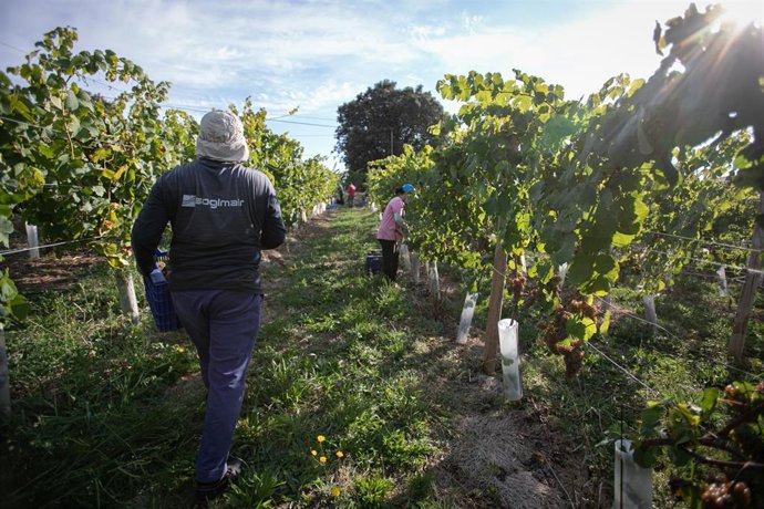 Archivo - Trabajadores recogen uvas durante la vendimia en Euskadi