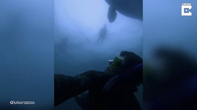 Un buceador tiene un encuentro con un grupo de orcas juguetonas y consigue grabarlo en vídeo