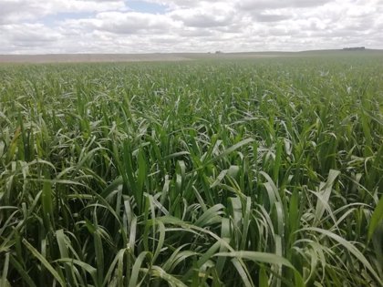 El campo celebra San Isidro con la esperanza en una cosecha animada por las lluvias El campo celebra San Isidro con la esperanza en una cosecha animada por las lluvias