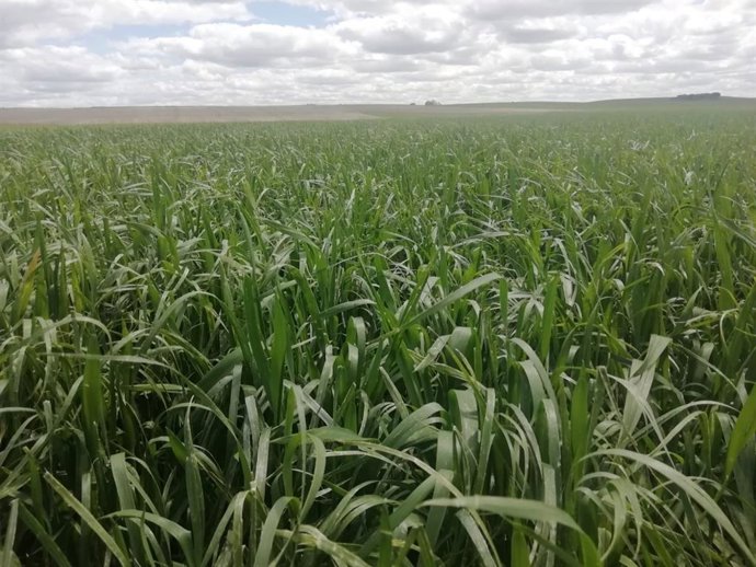 Imagen facilitada por Asaja de una parcela de cereal en Adrados, Segovia
