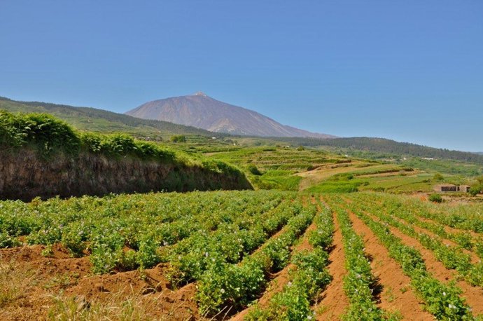 Archivo - Finca de cultivo en el norte de Tenerife
