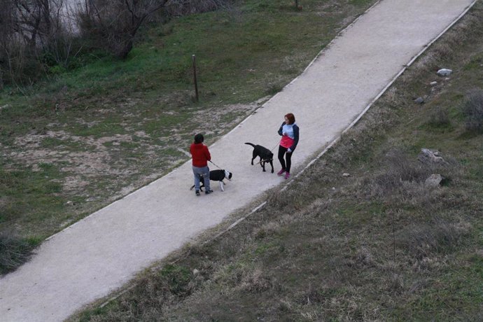 Archivo - Personas paseando a sus perros