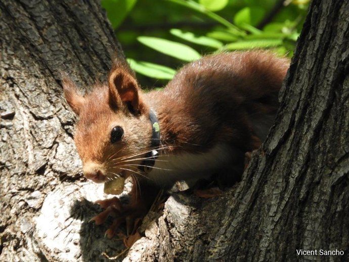 Ardilla en el Jardín del Turia