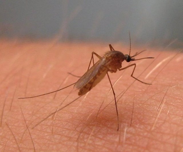 Archivo - Culex pipiens, mosquito del virus del Nilo Occidental en América del Norte