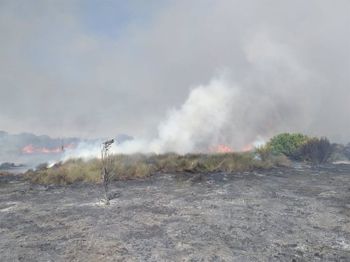 Más de 30 bomberos trabajan en un incendio declarado en el Pinar de La Algaida de Sanlúcar
