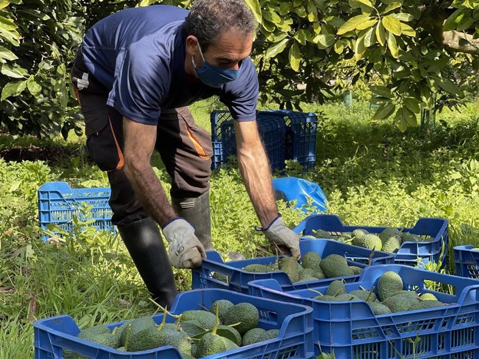 Trabajo en una de las fincas ecológicas de BIOrigen