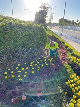 Un operario siembra flores de temporada en Palma.