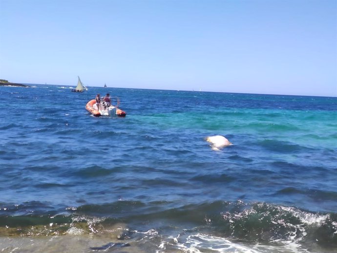 El cadáver de un cachalote en aguas de Es Carnatge (Palma).
