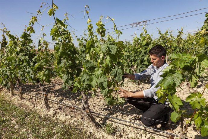 BODEGA MURUA apuesta por la viticultura ecológica y prevé alcanzar la totalidad de su viñedo en esta modalidad en 2026