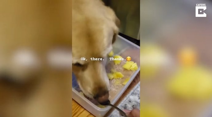 Este perro solo come piña si se la da su dueña de un tenedor