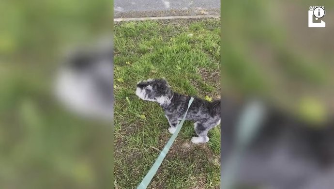 Este perro aúlla a la par que las sirenas de una ambulancia