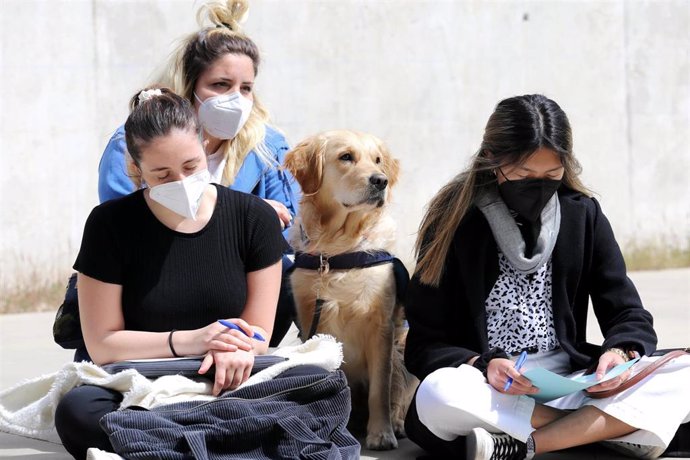 Archivo - Estudiantes de la Universidad CEU San Pablo, en una de las terapias con perros
