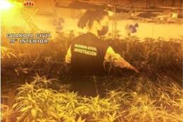 Archivo - Plantación de marihuana intervenida por la Guardia Civil