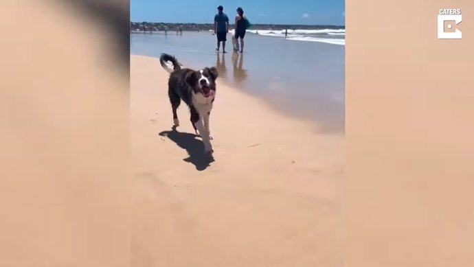 Este perro ciego va a la playa por primera vez