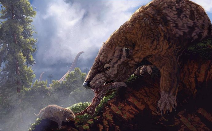 Los primeros linajes de mamíferos como este gran Gobiconodon de Mongolia superaron a los antepasados de los mamíferos modernos en la época de los dinosaurios.
