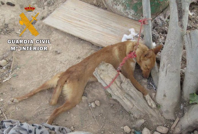 Archivo -    La Guardia Civil ha investigado a un vecino de Granada de 53 años, como presunto autor de un delito de maltrato animal al descubrir que había dejado morir a un perro y que 16 perros más se encontraban desnutridos y deshidratados en una finc