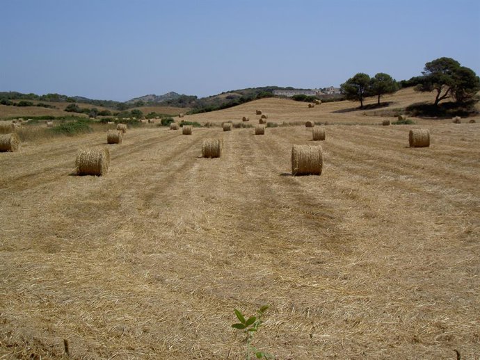 Archivo - Campo de cultivo.