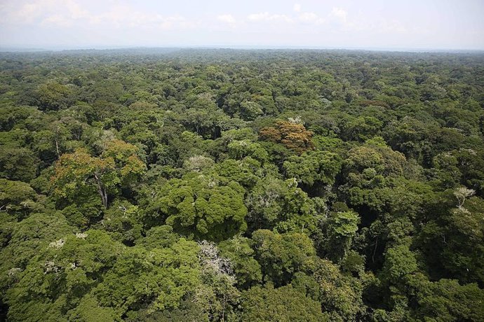 Selva tropical africana