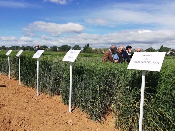 El viceconsejero de Desarrollo Rural visita los ensayos de variedades de trigo en una parcela del Itacyl