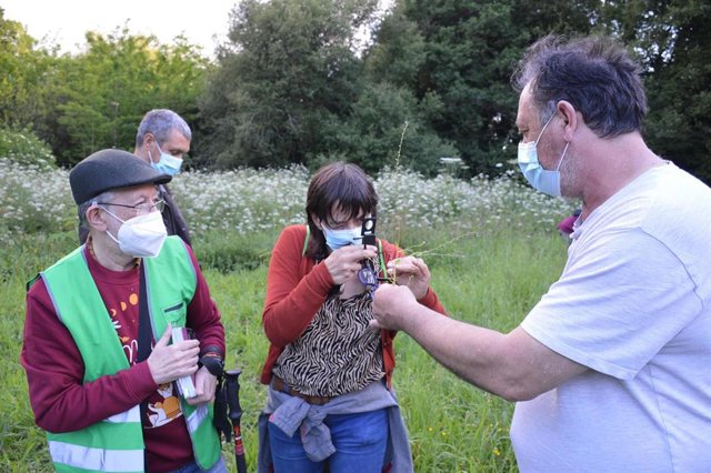 Localizan en el río Tomeza de Pontevedra unan planta descubierta en el mismo entorno por Martín Sarmiento en 1755