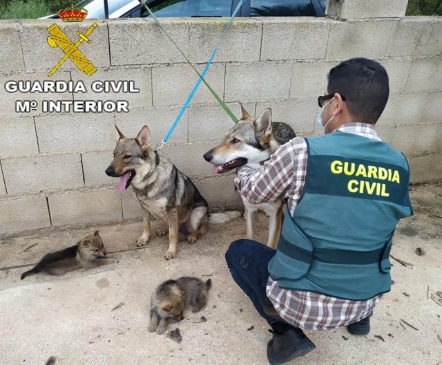 Varios de los perros lobo recuperados