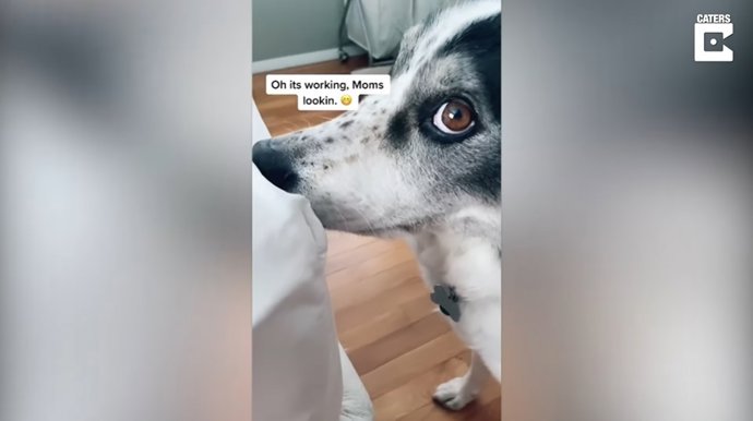 Este perro hace que muerde las sábanas para llamar la atención de su dueña