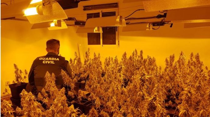 Archivo - Plantación de marihuana intervenida por la Guardia Civil