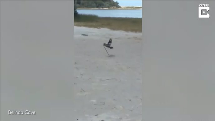 Una cucaburra fue capturada en vídeo atrapando con su pico una pequeña serpiente