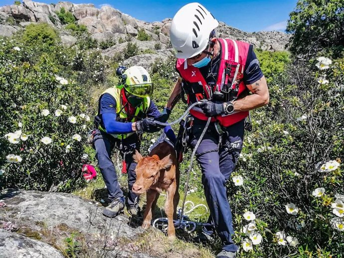 Bomberos y Agentes Forestales rescatan un ternero que cayó por un risco de La Pedriza