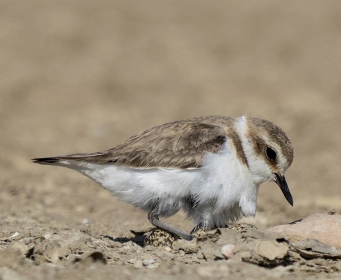 Charlotinejo patinegro.