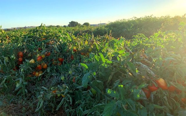 Tomates cultivados y muestreados para obtener material genético para esta investigación.