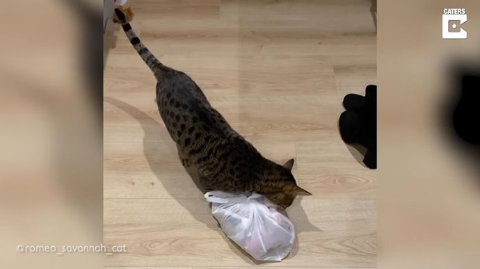 Pillan a este gato descarado alejándose después robar una bolsa llena de costillas