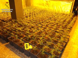 Guardia Civil incauta 2.054 plantas de Cannabis sa